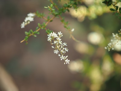 倾斜移位透镜中的白花